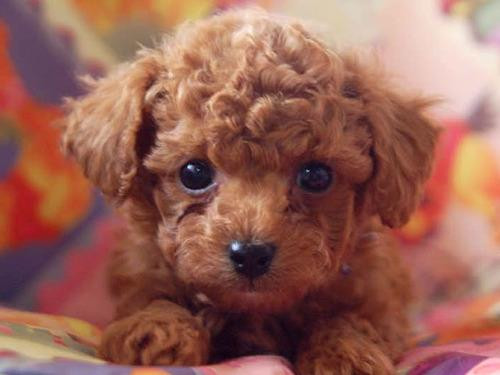  Chó Poodle. Chó Poodle hay còn gọi là chó săn vịt là giống chó cảnh đẹp được nuôi khá phổ biến, thông minh, trung thành và dễ huấn luyện. Chó Poodle này có thể được nuôi làm chó canh gác vì nó rất thính và cảnh giác với người lạ.