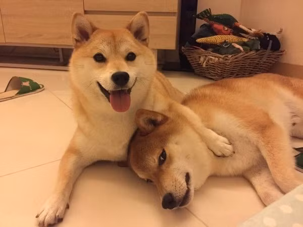 Chó Shiba Inu. Shiba Inu là một trong những giống chó nổi tiếng nhất Nhật Bản với ngoại hình dễ thương, có kích thước có thể nhỏ gọn và tuyệt đối trung thành. Loài khuyển này còn có thính giác nhạy bén, chịu được cả môi trường nóng và lạnh. 