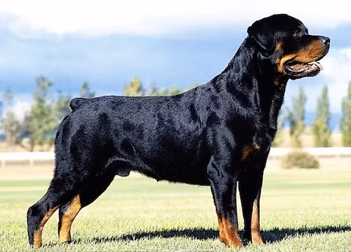  Chó Rottweiler. Chó Rottweiler được xem là một trong Tứ đại quốc khuyển huyền thoại của Đức. Giống chó này rất trung thành và là một trong những giống chó dữ nhất trên thế giới với bản năng sát thủ, sức mạnh và bộ hàm chết người. Cũng giống như chó Becgie, chó Rottweiler cũng được dùng nhiều trong các lực lượng bảo vệ, cảnh sát, quân đội.