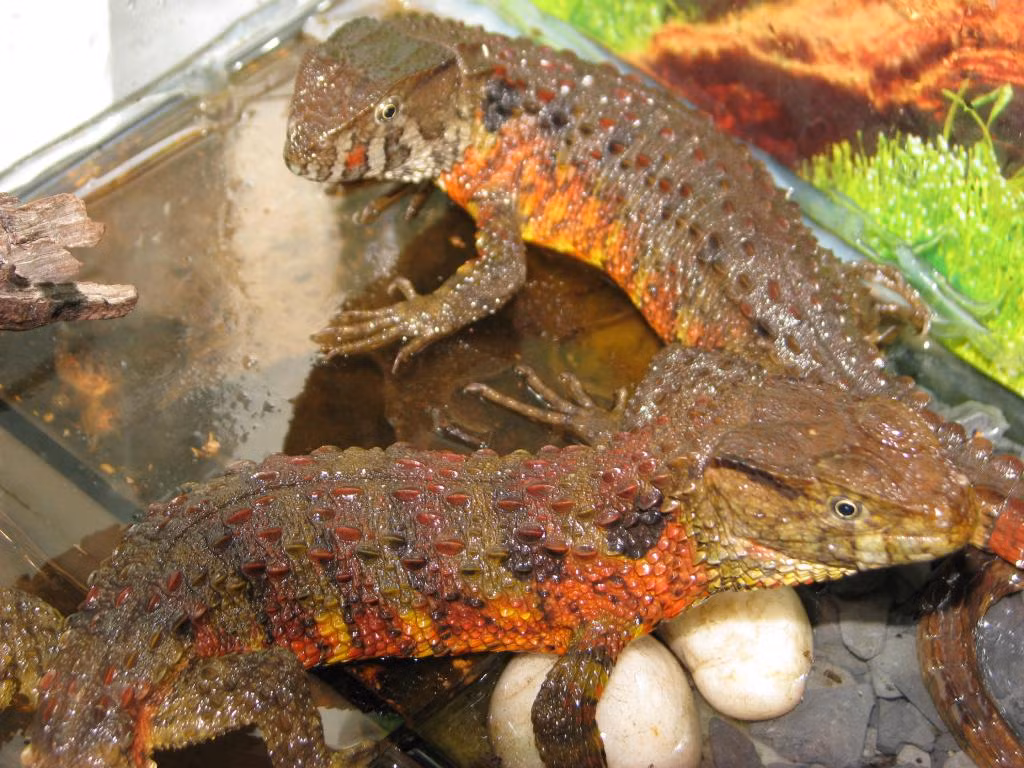  Thằn lằn cá sấu là loài động vật biến nhiệt. Chúng leo trèo rất giỏi nhưng lại thích sống ở dưới nước. Ngoài ra, chúng có có kiểu săn mồi ẩn nấp dưới mặt nước như cá sấu và khả năng bơi khá tài tình.