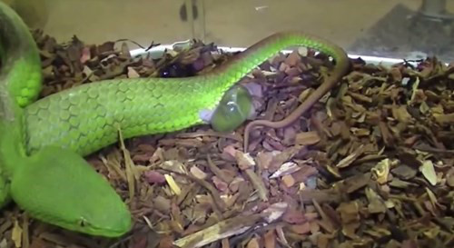 Rắn lục đuôi đỏ. Họ rắn lục gồm nhiều loài, nhưng rắn lục đuôi đỏ là loài duy nhất sinh sản bằng cách đẻ con, chứ không đẻ trứng. Trứng của chúng được thụ tinh ngay trong bụng mẹ rồi phát triển thành bào thai. Khi rắn lục đuôi đỏ trở dạ, rắn con sẽ chui ra khỏi cơ thể mẹ qua hậu môn. Vì thế hậu môn của rắn mẹ sẽ nứt toác để lũ con chui ra. Sau khi sinh con, rắn mẹ sẽ chết.