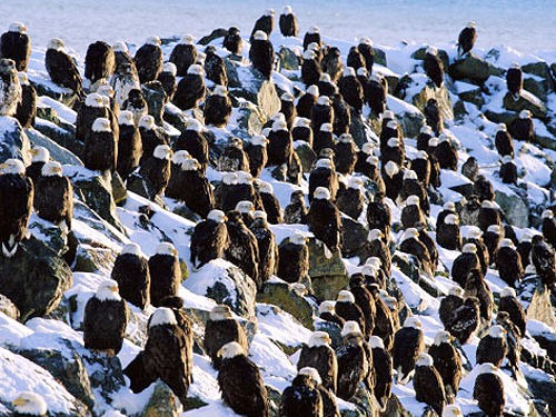  Đại bàng đầu trắng Giữa tháng 11 đến giữa tháng 2 là thời điểm di cư của đại bàng đầu trắng tới những vùng ấm hơn ở Bắc Mỹ khi mùa đông tới. Mục đích của chuyến di cư là đi săn cá hồi trong những con sông chưa bị đóng băng.