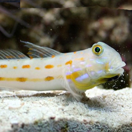 Cá bống là động vật ăn thịt. Thức ăn của nó bao gồm các loài côn trùng, sâu, trứng, trai và sinh vật phù du. Riêng cá bống neon nhặt nhạnh và ăn những động vật ký sinh trên cơ thể những loài cá lớn. Kẻ thù của cá bống là các loài cá lớn và chim.