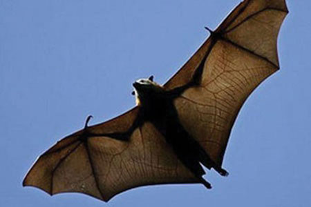 Dơi. Theo quan niệm của người Trung Quốc, dơi là động vật thông minh và nhạy bén, có thể cảm nhận đâu là nơi có khí lành. Vì vậy họ coi loài vật này là biểu tượng cho sự may mắn và cuộc sống hạnh phúc lâu bền.