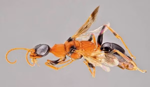 Ong bắp cày “giám ngục” được các nhà nghiên cứu phát hiện ra vào tháng 5, được đặt biệt danh là “giám ngục” - dựa trên nhân vật giám ngục tại nhà tù Azkaban trong loạt phim nổi tiếng Harry Potter. Loài ong bắp cày này tiêu diệt đối phương bằng cách hút cạn kiệt toàn bộ sinh lực, buộc chúng phải bất động, trở thành cái xác không hồn. Ong bắp cày “giám ngục” có sở thích lạ kỳ là ăn những con gián. Sau khi phát hiện mục tiêu, chúng sẽ tiêm vào con mồi một loại nọc độc đặc biệt đủ sức làm tê liệt hệ thần kinh và toàn bộ cơ thể. Lúc này con mồi sẽ không còn lý trí nữa, và sẽ chỉ biết nằm yên cho con ong “đánh chén”.