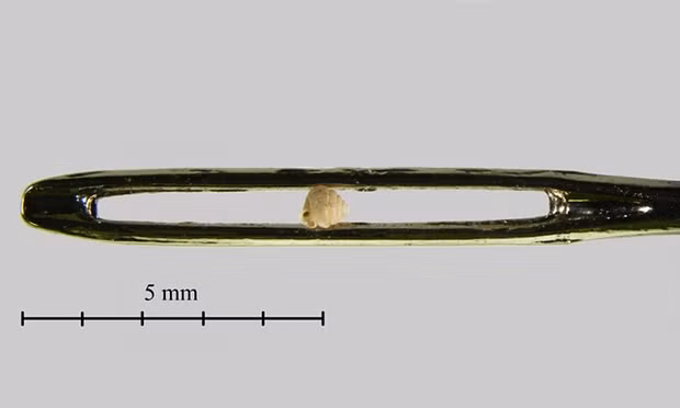 Ốc sên nhỏ nhất thế giới (Acmella nana) được các nhà khoa học phát hiện trong năm 2015 tại khu vực Quảng Tây, Trung Quốc. Loài sinh vật kỳ dị này có kích thước vô cùng nhỏ, chỉ 0,7mm, nhỏ tới mức lỗ luồn chỉ của một cây kim có thể chứa tới 10 cá thể ốc này. Chúng ta có thể nhìn thấy loài ốc này bằng mắt thường, nhưng sẽ rất khó để quan sát chi tiết về chúng mà phải nhờ đến sự trợ giúp của kính hiển vi. Thức ăn ưa thích của loài ốc sên này gồm có vi khuẩn và nấm trên đá vôi ướt.