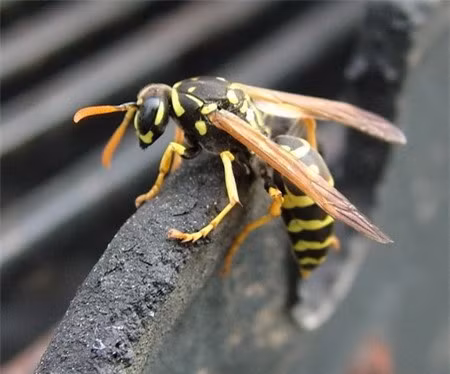  Ong vò vẽ . Ong vò vẽ là loại ong vùng rừng núi rất độc và nguy hiểm. Nọc của loài ong này rất độc, gây tổn thương da và để lại vết thương, sẹo ở vùng bị đốt. Nó còn độc với cơ, thận, máu. Thậm chí nọc độc của loài ong này còn có thể gây tử vong nếu như không được sơ cứu và cấp cứu kịp thời. Những gia súc lớn bị đốt nhiều nốt cũng có thể chết.