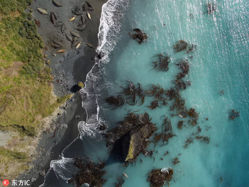 Vẻ đẹp tự nhiên thể hiện sự đa dạng phong phú của động vật hoang dã ở Nam Cực