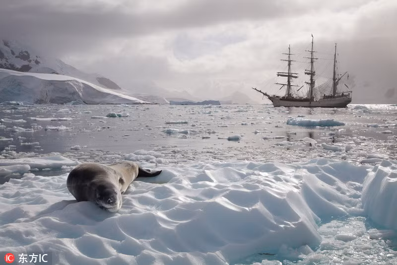 Ngoài chủ đề cảnh “sông băng” huyền bí thông thường, chủ đề của triển lãm lần này tập trung nhiều hơn về sự đa dạng phong phú của động vật hoang dã ở Nam Cực. Trong hình là chú hải cầu đang phơi mình, tận hưởng không gian thư thái trên sông băng.