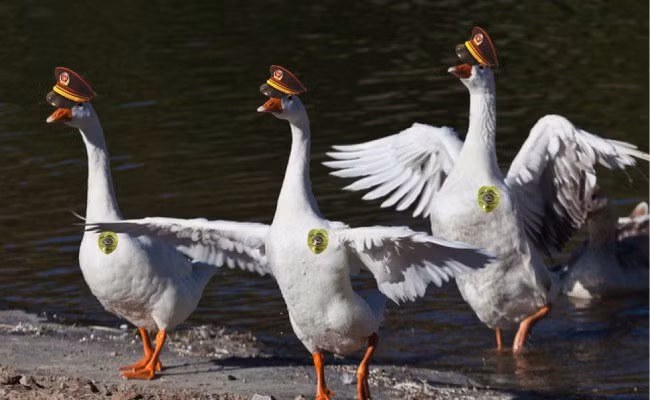 Đặc biệt, những chú ngỗng này còn rất can đảm. Chúng không hề sợ người lạ mà trái lại, sẵn sàng xông lên tấn công kẻ xâm nhập trái phép. Chúng sẽ dùng chiếc mỏ của mình để mổ vào chân, tay hay bất cứ chỗ nào có thể của kẻ gian.