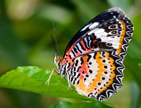  Bướm báo hoa đỏ. Bướm báo hoa đỏ thường gặp ở khoảng trắng trong rừng hoặc ở khu dân cư. Đây là loài bướm có kích thước tuy không lớn nhưng rất đẹp và hấp dẫn. Bướm báo hoa đỏ có màu cam đỏ với diềm cánh dạng răng cưa rất sâu, nhọn, viền đen, vùng trung tâm cánh sau có phần nhỏ đóng. Con đực và con cái có màu sắc khác nhau.