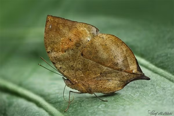  Bướm lá khô. Bướm lá khô còn có tên gọi khác là bướm lá sồi dải cam. Đây là loài bướm nổi tiếng vớ khả năng ngụy trang để lẩn trốn kẻ thù. Khi chúng đậu và khép cánh lại, mặt dưới cánh giống hệt như một chiếc lá khô. Với phần đuôi cánh sau kéo dài như một chiếc cuống lá và một đường màu nâu kéo dài đến chót cánh trước tạo thành gân chính của lá.
