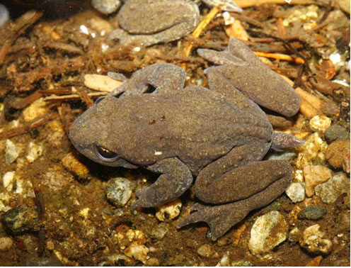 Ếch có đuôi cá khả năng tồn tại trong môi trường nước đóng băng. Trong môi trường tự nhiên, nó có thể tồn tại từ 15 - 20 năm.