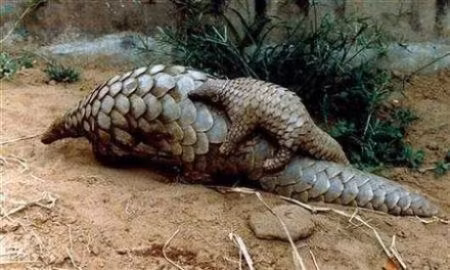 Tê tê. Tê tê không có răng và thức ăn của chúng là kiến và mối nên không cần phải nhai. Quá trình tiêu hóa thức ăn được trợ giúp bởi những viên sỏi và những viên đá nhỏ mà tê tê nuốt vào bụng. Mặc dù không có răng nhưng bù lại, tê tê có chiếc lười dài (40cm) rất dính để bắt mồi. 