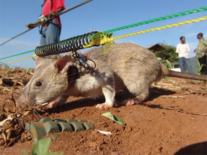  Chuột khổng lồ châu Phi. Chuột khổng lồ ở châu Phi cũng đang được huấn luyện để rà bom mìn. So với chó, loài động vật này có cơ thể nhỏ nhắn và linh hoạt nên dễ dàng tiếp cận những khu vực có cây cối rậm rạp hay có địa hình hiểm trở.