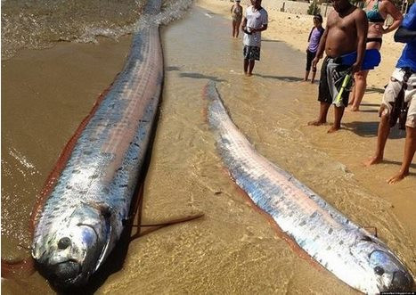 Cá mái chèo không có răng và điều đặc biệt là chúng bắt mồi bằng mang. Thức ăn yêu thích của nó là các loài nhuyễn thể hoặc giáp xác nhỏ như cá nhỏ hay mực ống. Có ngoại hình khổng lồ nhưng loài cá này không gây nguy hiểm cho con người.