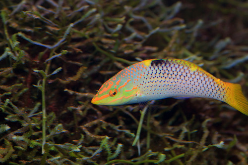 Cá Wrasse. Cá Wrasse dành cả ngày trời để cọ rửa các loài ký sinh và những mảnh vảy chết cho các loài cá sống quanh nó. Nó làm việc rất tận tâm và cẩn thận, tỉ mỉ làm sạch vây, đuôi và cả răng miệng. Đổi lại, những sản phẩm thu được khi dọn dẹp là thức ăn cho chúng.