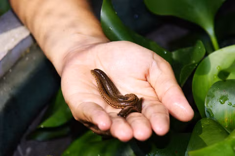 Đây là một loài phàm ăn, chúng có thể hút một lượng máu lớn gấp 5 lần so với trọng lượng cơ thể của chúng. Ngay sau khi ăn no, những con đỉa sẽ tách ra khỏi nạn nhân. 