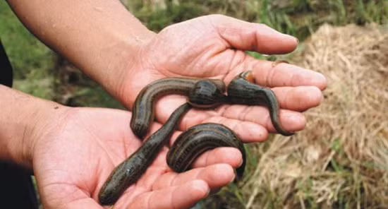 Loài đỉa có thể tự mình sinh sản mà không cần bạn đời, chúng đẻ ra một số lượng trứng lớn ở trong kén và giữ trứng bên mình. 