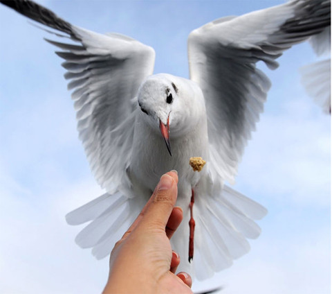 Chim mòng biển sử dụng ngôn ngữ cơ thể và một loạt các âm thanh để giao tiếp với nhau. Hằng năm, các cặp đôi mòng biển tập trung lại với nhau để sinh sản và chăm sóc đàn con của mình.