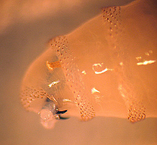 Hươu Florida là đối tượng rất dễ bị tấn công bởi loài ruồi xám ăn thịt này. Chúng biến những con hươu thành xác sống với phần đầu bị tổn thương nghiêm trọng. Nếu không được chữa trị, nó sẽ chết trong vòng 7–14 ngày.