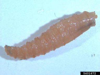 Một khách du lịch người Anh đã bị nhiễm ấu trùng ruồi ăn thịt sau khi trở về từ Peru. Các bác sĩ đã kiểm tra và tìm thấy trong đầu cô có tám ấu trùng của loài côn trùng ăn thịt Cochliomyia hominivorax. Chúng thậm chí đã đục trong đầu của cô gái một đường dài 12 mm.