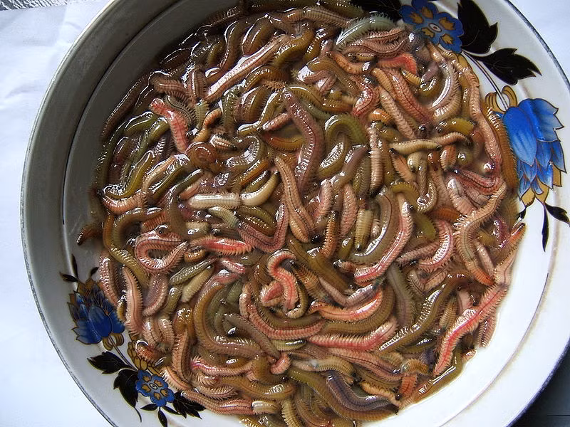  Loài rươi (tên khoa học: Tylorrhynchus heterochaetus) là động vật không xương sống, thuộc họ giun có nhiều tơ và nhiều chân. Chúng chỉ có rải rác ở một số tỉnh địa phương đồng bằng vùng trũng, diện tích đất ngập úng, có con nước thủy triều lên xuống của các con sông, con lạch nhỏ, nước lợ.