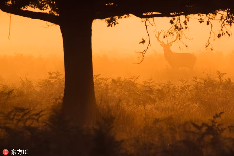 Nét ma mị ở công viên Richmond Park, London.