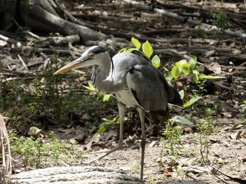 Chúng là loài chim lội nước lớn nhất hành tinh, chiều dài thân (từ đầu tới đuôi) lên tới 140cm và sải cánh có thể đạt tới 2m với trọng lượng từ 2-3,6kg.