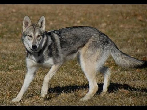 Chó sói. Sói cha sẽ đi tìm thức ăn đem về cung cấp cho đàn sói con đang được chăm sóc bởi sói mẹ. Sói cha sẽ duy trì công việc tìm thức ăn của mình cho đến khi sói con sẵn sàng sống tự lập trong môi trường tự nhiên.