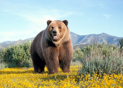 Gấu. Gấu là biểu tượng cực kỳ may mắn đối với những người ở Mỹ bản địa, người Siberia cổ và nhóm những người di cư tới Alaska (Mỹ).