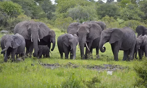 Theo các nhà khoa học, bộ gen của voi hóa có chứa rất nhiều bản sao của một gen chống ung thư có tên p53. Đây là một tác nhân kiềm chế sự phát triển các khối u. Hầu hết động vật có vú đều có gen này, kể cả con người, nhưng con người chỉ có một bản sao trong khi có voi có 20 bản trong cấu trúc bộ gen.