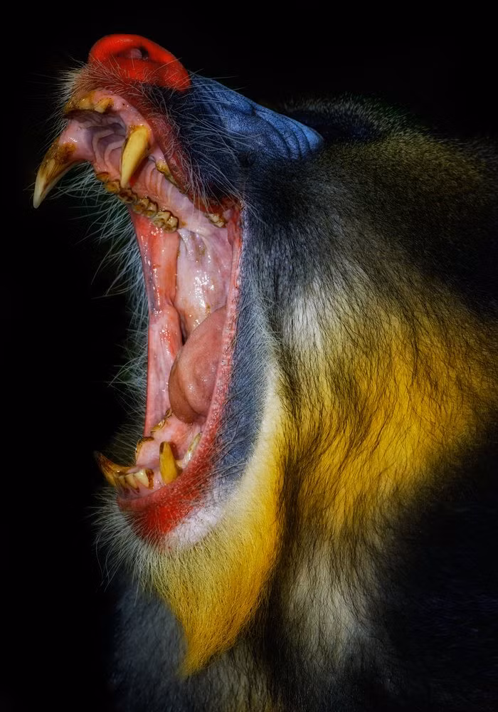 Hàm răng sắc lẹm của loài động vật hoang dã đáng sợ. (Theo Guardian)