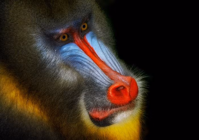 Loài khỉ mặt chó là một loài động vật hoang dã hiền lành nhưng đang trên bờ vực tuyệt chủng. (Theo Guardian)