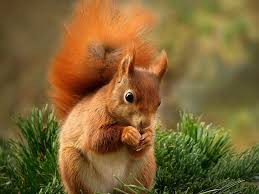 Các chân sau của sóc thường dài hơn, giúp chúng trèo lên và trèo xuống cây rất nhanh. Nguồn: Soft Schools