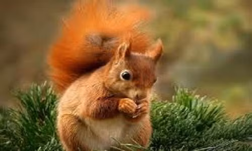 Sóc có thể rơi từ độ cao 30m mà không làm đau chính mình. Nguồn: Soft Schools