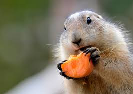 Mùa sinh sản của loài sóc bắt đầu từ tháng 2 đến tháng 5, thời kỳ mang thai khoảng 44 ngày. Thông thường hai hoặc bốn sóc con được sinh ra trong một lứa. Nguồn: Soft Schools