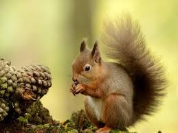  Loài sóc đáng yêu thường dự trữ quả hạch và hạt dẻ để ăn trong mùa đông. Nguồn: Soft Schools