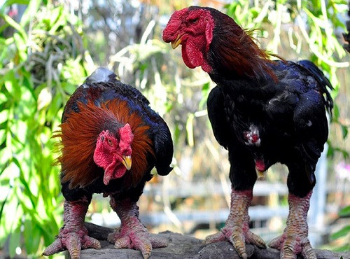 Gà Đông Tảo khá khó tính, không thích bị nhốt nhưng nhìn chung là giống gà dễ nuôi, dễ sống và thích ứng được với điều kiện tự nhiên của nước ta.