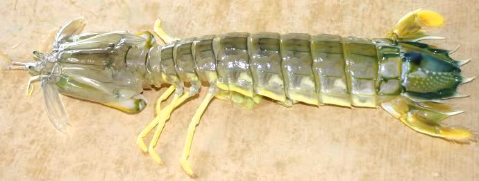 Đôi mắt của bề bề chuyển động một cách độc lập, khả năng nhìn rất đặc biệt cho phép chúng phát hiện được con mồi và kẻ thù. Trong thế giới động vật thì có lẽ đây là loài có cấu tạo mắt rất đặc biệt có thể nhìn được tia cực tím và tia sáng bị phân cực. (theo Soft Schools)