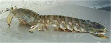 Bề bề sống đơn độc trên lãnh thổ của mình, chúng đấu tranh rất kiên cường, xua đuổi kẻ thù để bảo vệ lãnh thổ của mình. Chúng còn có khả năng nhận ra được hàng xóm của mình thông qua mùi hương và đặc điểm hình thái. (theo Soft Schools)