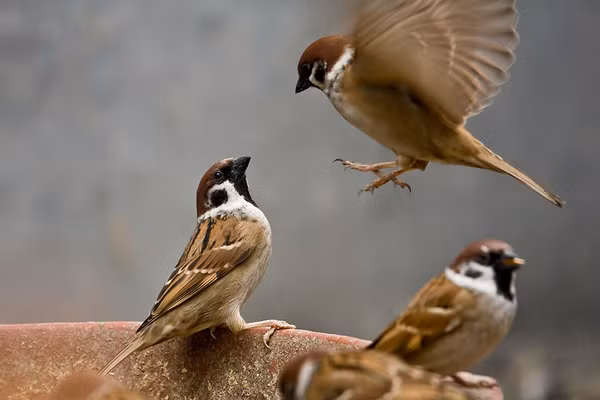 Chim sẻ có cơ thể mập mạp với những chiếc lông màu nâu, đen, trắng và có đôi cánh tròn. Chim sẻ đực và cái có thể phân biệt được dựa vào màu lông: chim đực có phần lông ở lưng màu đỏ và phần yếm màu đen, chim cái có phần lông màu nâu với những sọc vằn.