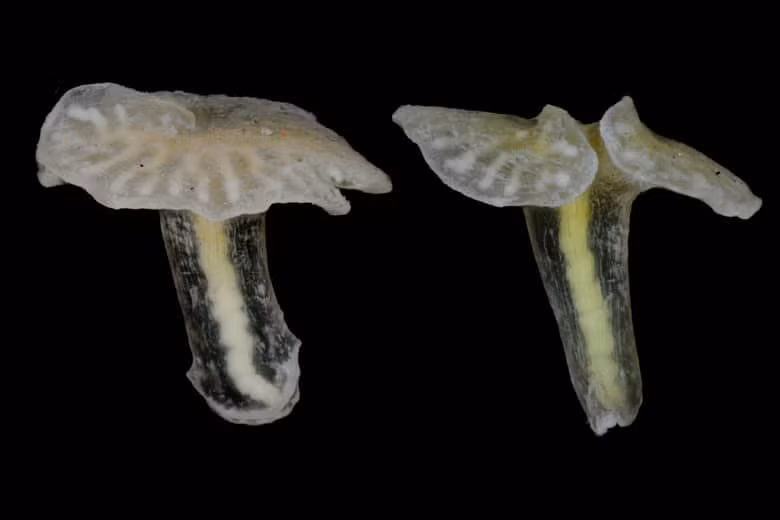  11. Nấm biển sâu. Với hình dạng tương tự cây nấm, sinh vật này được phát hiện lần đầu vào năm 1986 ở ngoài khơi bờ biển Australia. Những nghiên cứu mới đây của các nhà khoa học tại Đại học Cambridge và Đại học Florida đã có thể vẽ một bức tranh rõ ràng hơn về nguồn gốc tiến hóa của chúng. 