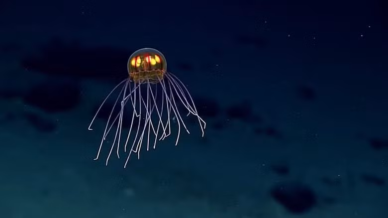  1. Sứa UFO phát sáng. Loài sinh vật này sống trong những phần sâu nhất của đại dương, gần vực Mariana Trenchở độ sâu khoảng 12.000 feet. Sống ở vùng biển tối tăm, chúng có với những xúc tu dài hình dạng như người ngoài hành tinh và khả năng thể phát sáng . 