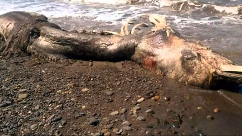  7. Cá heo đột biến. Được mô tả bởi các chuyên gia hàng hải trên toàn thế giới như là sinh vật thời tiền sử, xác loài cá heo này đã được tìm thấy trên một bãi biển hẻo lánh phía Đông của Nga đầu năm ngoái. Nó được xác định là một loài “cá heo lớn”. Nhưng sự xuất hiện bất thường của lông và mỏ như chim của nó đã khiến nhiều chuyên gia sinh vật biển bối rối. 