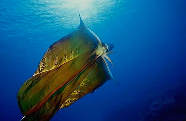  3. Bạch tuộc chăn. Bạch tuộc chăn là một trong những sinh vật biển tuyệt vời như tên gọi của nó, giống như một tấm chăn đẹp hoa văn nổi trên mặt nước. 