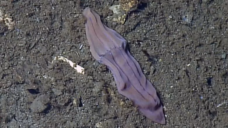  15. Tất tím. Hơn 60 năm trước, một nhóm các nhà sinh vật học người Thụy Điển đã tình cờ phát hiện ra loài sinh vật biển có hình dạng như chiếc tất cũ.Nó đã được đặt tên đúng như hình dạng của mình. 