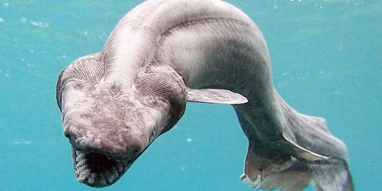  9. Cá mập xếp nếp. Có chiều dài khoảng 1,5-2m, loài cá mập này có lối di chuyển giống như một con rắn. Thường sống ở độ sâu tới 2.00m, loài cá này khá khó theo dõi. Nó mới chỉ có được quay phim trong môi trường sống tự nhiên gần đây nhất là năm 2004 bởi các nhà khoa học NOAA trong khi lặn ở Đại Tây Dương. 