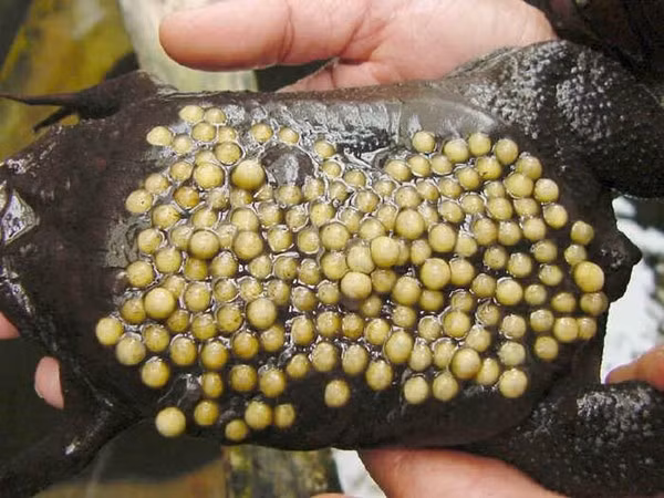  Cóc Surinam. Cóc Surinam nổi tiếng trong giới sinh vật bởi khả năng sinh sản độc nhất vô nhị, đó là sinh con bằng da trên lưng cóc mẹ. Ban đầu, cóc cái đẻ trứng từ những lỗ nhỏ trên lưng của mình. Cóc đực bắt lấy những quả trứng này, thụ tinh cho chúng rồi đặt trở lại trên lưng cóc cái. Trứng cóc Surinam sẽ nở ra trực tiếp những cá thể có đầy đủ bộ phận chân tay, chứ không chỉ là nòng nọc như những loài cóc khác. Cóc con ra đời sẽ chủ động đạp thủng lớp da đậy lỗ trên lưng mẹ và bơi ra ngoài.