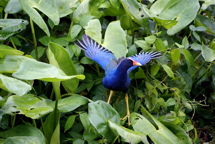  Chim trích cồ. Chim trích cồ được nuôi khá phổ biến ở Việt Nam. Từ lâu người ta đã nuôi giống chim này để giữ nhà do loài chim này có khả năng bảo vệ lãnh thổ rất cao. 